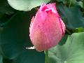 Water Lotus / Nelumbo nucifera 